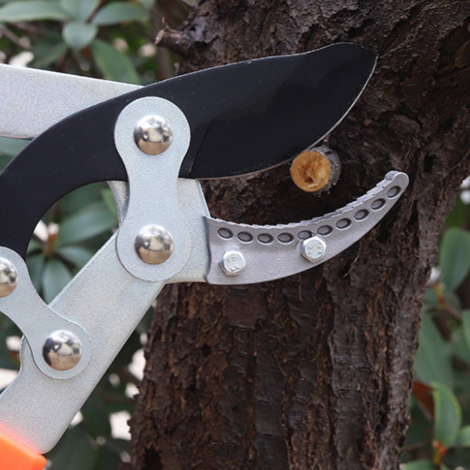 Podadoras telescópicas para ra - Garden Tools reseña y precio